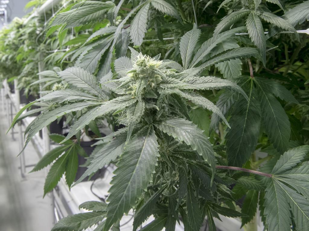 b-c-unveils-new-cannabis-sales-programs-to-help-small-indigenous-growers