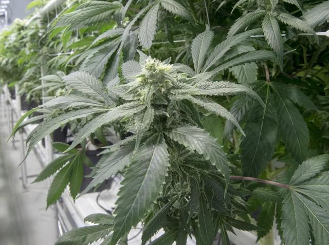 B.C. unveils new cannabis sales programs to help small, Indigenous growers - https://cdn.connectfm.ca/0D9A7530-7493-403F-B5F8-5DA2348A62B6_Story819904_1184251.jpg