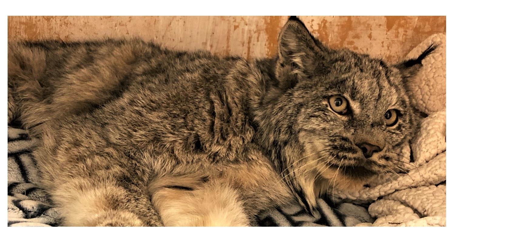 canada-lynx-invaded-a-henhouse-looking-for-a-quick-meal-instead-got-a-earful-from-the-farm-owner