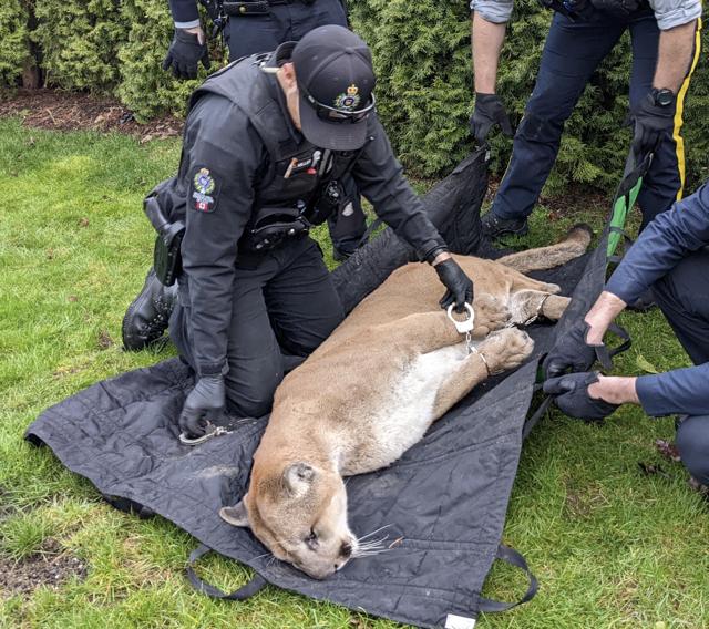 RCMP handcuff cougar spotted in Maple Ridge neighbourhood - https://cdn.connectfm.ca/24F7BA45-801D-46DA-91A9-387C61CD2B34_Story1672838_2409679.jpg