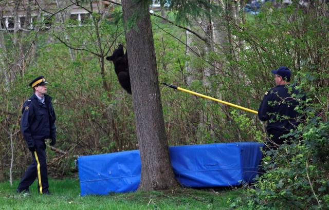 Explosive devices to scare bears banned in Vancouver over safety, noise issues - https://cdn.connectfm.ca/2DC39E31-F783-4FC0-B897-3374C408D9C2_Story724608_1049836.jpg