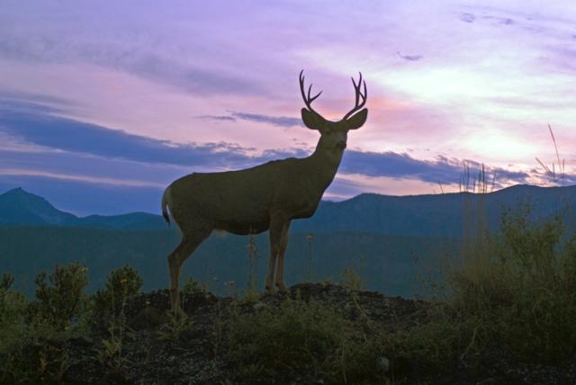 Deer attack in southeastern B.C. leaves woman cut, battered and bruised - https://cdn.connectfm.ca/3262AD1B-4018-4CED-AF4F-388686DBA193_Story1256950_1819077.jpg