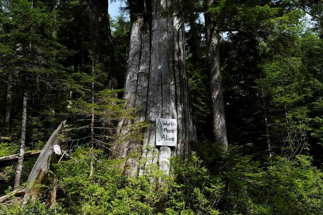 RCMP arrest 11 people at blockades against old-growth logging on Vancouver Island - https://cdn.connectfm.ca/33F1A024-5F41-4FFB-A2B8-3E4A7ACE7739_Story1264565_1829820.jpg
