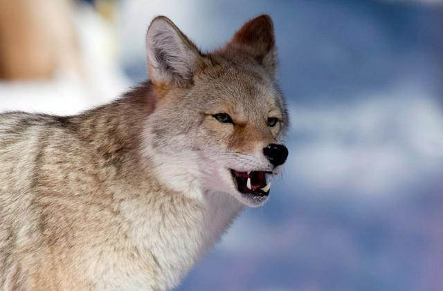 Conservation officers search for coyote that bit jogger in Vancouver's Stanley Park - https://cdn.connectfm.ca/4788E98F-9D2D-4966-AA71-AD4733C02989_Story1316830_1903224.jpg