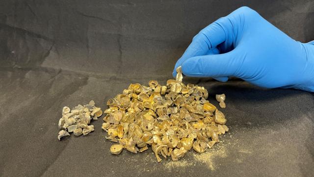 VPD recovers $12K in stolen gold teeth - https://cdn.connectfm.ca/561218D8-C5E9-49D9-BCF1-684EF74C08BE_Story1371367_1982015.jpg