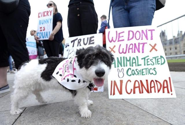 Canada bans testing of cosmetic products on animals - https://cdn.connectfm.ca/5B06083F-248D-4F82-BC85-5EAFF10BC213_Story2400345_3306010.jpg