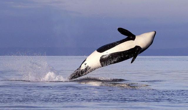 UBC marine biologist has won the world's top award - https://cdn.connectfm.ca/630274C2-97C9-475B-A947-3AE75D02B8F5_Story615778_892401.jpg