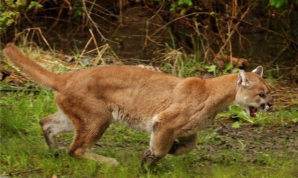 cougar-euthanized-in-b-c-after-severely-mauling-a-man-north-of-vancouver