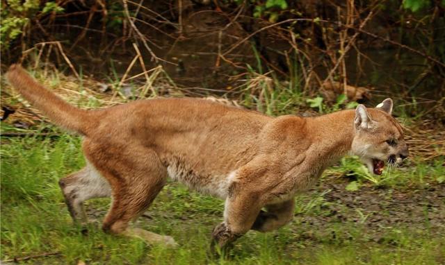 Cougar euthanized in B.C. after severely mauling a man north of Vancouver - https://cdn.connectfm.ca/6A1904D4-06F6-4826-BB60-42B397857141_Story1017183_1474262.jpg