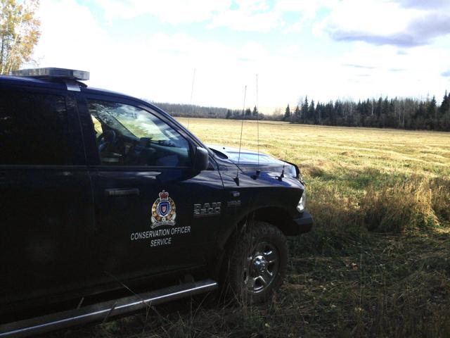 Province shares details of its plan to trap and kill dozens of coyotes in Stanley Park - https://cdn.connectfm.ca/91E87240-C269-4D2F-BD3C-2FEBC0708825_Story1394025_2015129.jpg