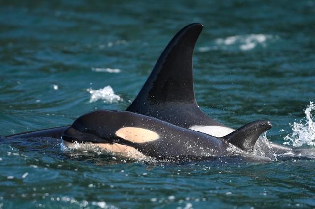 Whale researchers celebrating the birth of a new baby orca - https://cdn.connectfm.ca/99978402-59EF-4683-B267-D36BED2D2689_Story1054977_1529823.jpg
