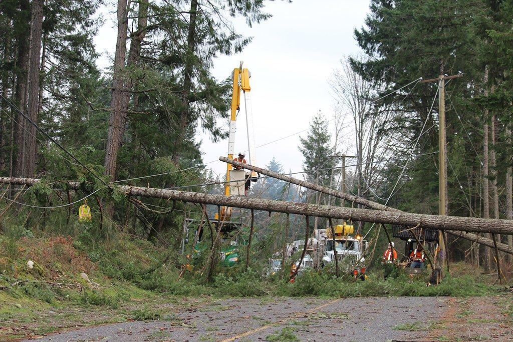 drought-weakened-trees-fall-storms-could-mean-more-power-outages-bc-hydro