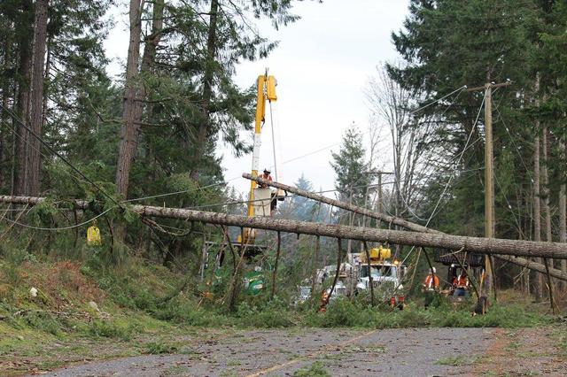 Drought-weakened trees, fall storms could mean more power outages: BC Hydro - https://cdn.connectfm.ca/AE228DAB-1A5A-4F64-A20B-0C7A56198A5F_Story1408108_2035557.jpg