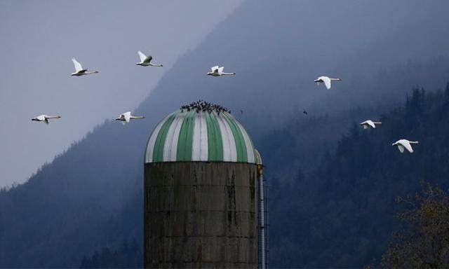Avian flu resurges in Fraser Valley with nine new poultry outbreaks this month - https://cdn.connectfm.ca/Avian-flu_2025-10-28-182644_slzh.jpg