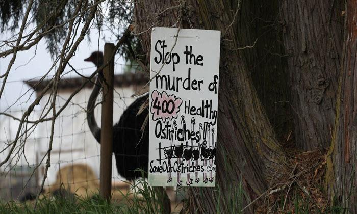 b-c-ostrich-farm-loses-court-bid-to-prevent-avian-flu-cull