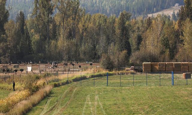Supreme Court to rule next week on B.C. ostrich farm appeal over avian flu cull - https://cdn.connectfm.ca/B.C.-ostriches.jpg