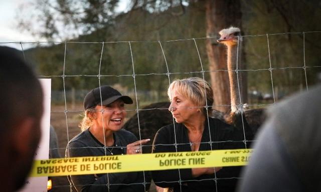 Supreme Court decision to determine future of B.C. ostrich flock amid avian flu dispute - https://cdn.connectfm.ca/B.C.-ostriches_2025-11-06-140221_fayz.jpg