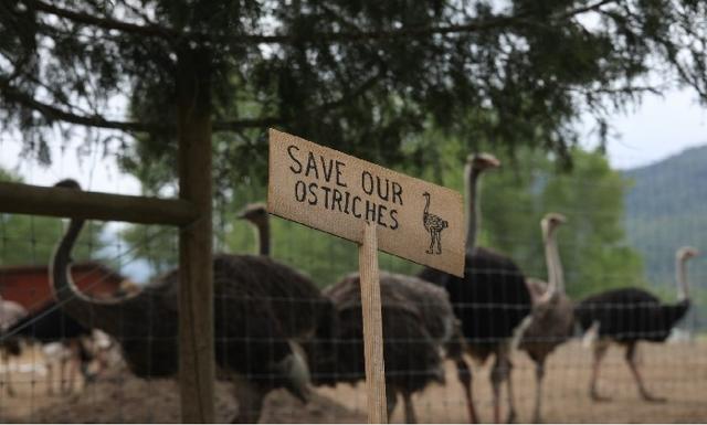 Supreme Court declines to hear B.C. ostrich farm appeal over avian flu cull - https://cdn.connectfm.ca/B.C.-ostrichess.jpg