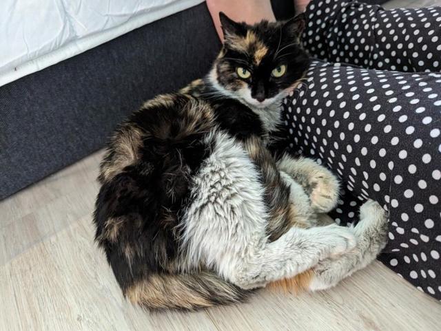 Border officers in Vancouver find cat in parcel from China - https://cdn.connectfm.ca/Border-officers-in-Vancouver-find-cat-in-parcel-from-China_-SPCA.jpg