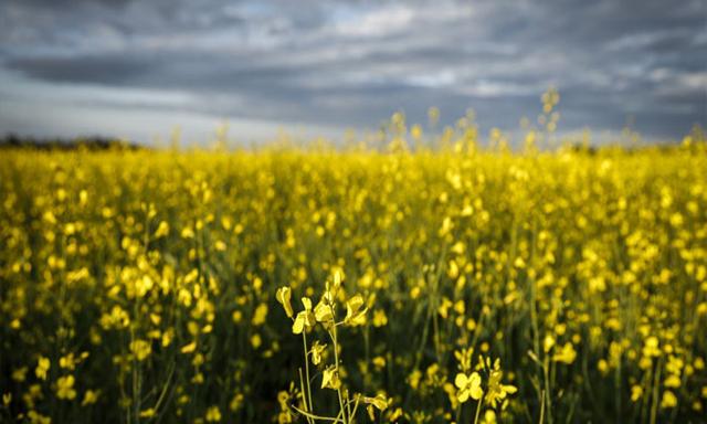 China announces 75.8 per cent tariffs on Canadian canola - https://cdn.connectfm.ca/Canadian-canola.jpg