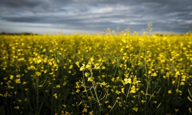 Saskatchewan Premier Moe, federal minister to meet on China canola tariff - https://cdn.connectfm.ca/China-canola-tariff.jpg