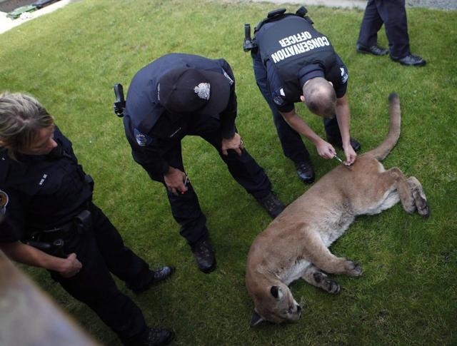 B.C. woman airlifted to hospital with serious injuries in a cougar attack - https://cdn.connectfm.ca/D1CF4B5E-F7F2-49C7-BCE9-0289F811BB59_Story1178419_1708537.jpg