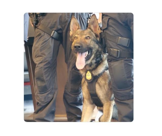 Suspect arrested after VPD police dog bitten - https://cdn.connectfm.ca/DF2FBA37-090A-4A55-B719-69ACE34319B2_Story1371370_1982173.jpg