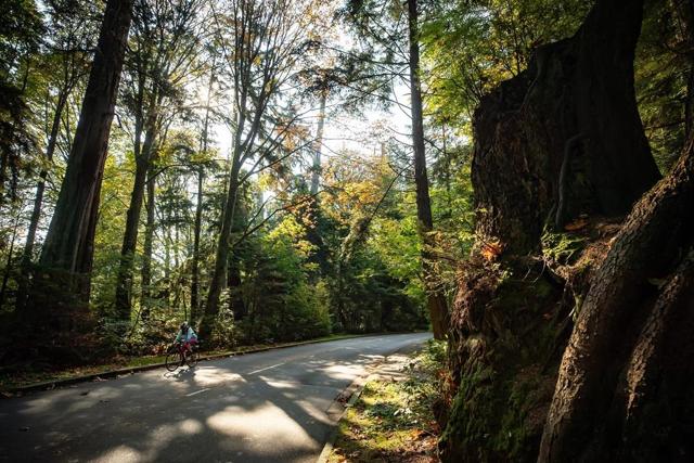 Temporary dedicated bike lane replaces one vehicle lane through Stanley Park - https://cdn.connectfm.ca/F06A5934-FDEC-4303-952E-2E4F5C73321E_Story1089464_1580045.jpg