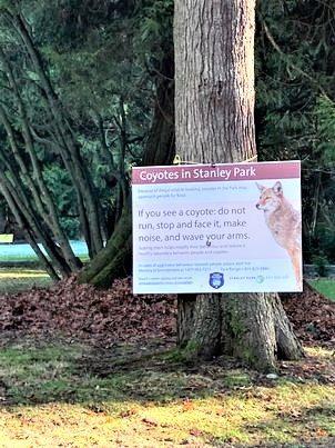 coyote-nips-late-night-picnickers-in-latest-confrontation-in-vancouvers-stanley-park