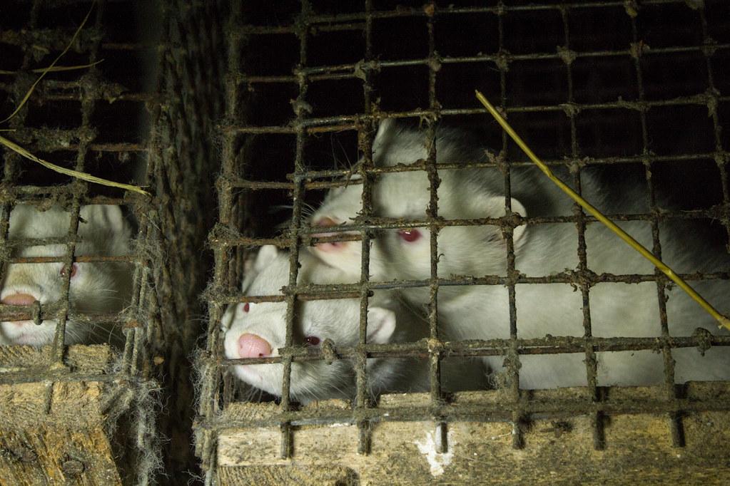 five-minks-test-positive-for-a-virus-that-causes-covid-19-at-a-fraser-valley-mink-farm