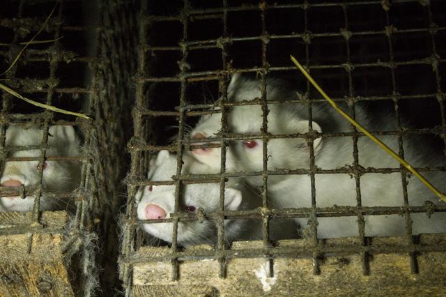 Five minks test positive for a virus that causes COVID-19 at a Fraser Valley mink farm - https://cdn.connectfm.ca/F53F3CB8-8E1A-4946-A1A3-8CF2B36BCE67_Story945096_1366624.jpg