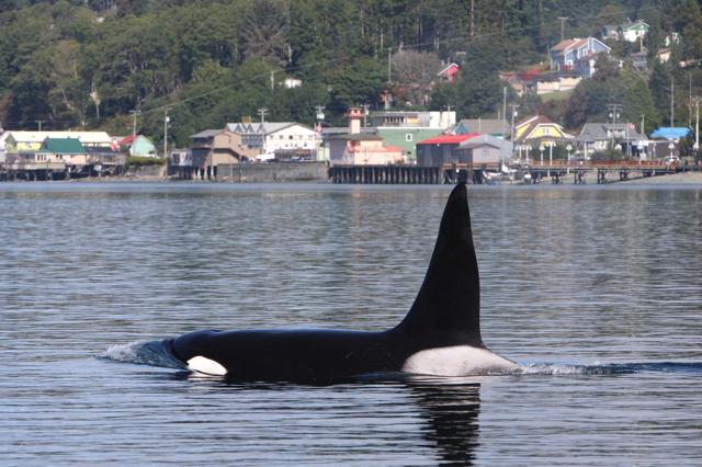Killer whales make first major appearance in Salish Sea after more than 100 days - https://cdn.connectfm.ca/F74011F1-3378-48E4-A88F-EACF67EC2A38_Story1326254_1916717.jpg