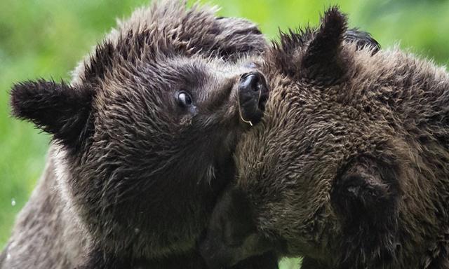 Grizzly attack in B.C. likely 'defensive', bears to be spared, investigators say - https://cdn.connectfm.ca/Grizzly-attack.jpg
