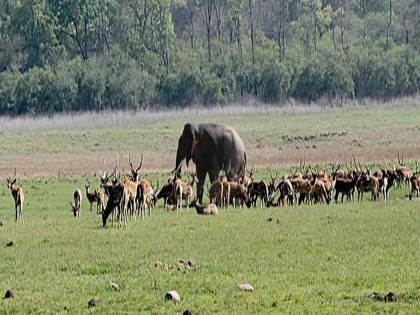 uttarakhand-jim-corbett-national-park-may-be-renamed-as-ramganga-national-park