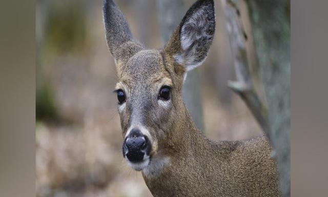 Three B.C. hunters fined and banned for unlawfully killing wildlife near Kamloops - https://cdn.connectfm.ca/Kamloops.jpg