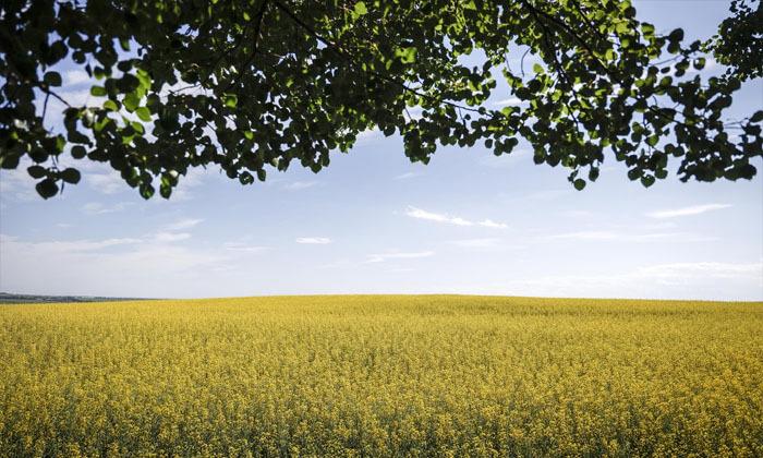 prairie-canola-producers-brace-for-100-per-cent-tariffs-from-china
