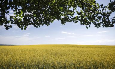 prairie-canola-producers-brace-for-100-per-cent-tariffs-from-china