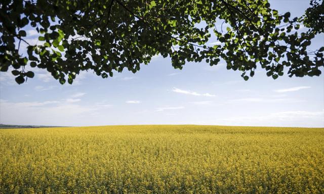 Prairie canola producers brace for 100 per cent tariffs from China - https://cdn.connectfm.ca/Prairie-canola.jpg