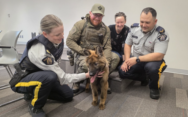 could-your-name-b-chosen-for-a-potential-police-dog