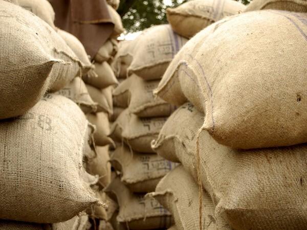 Wheat procurement operations in Punjab to continue till May 31 - https://cdn.connectfm.ca/Wheat-procurement_ANI.jpg