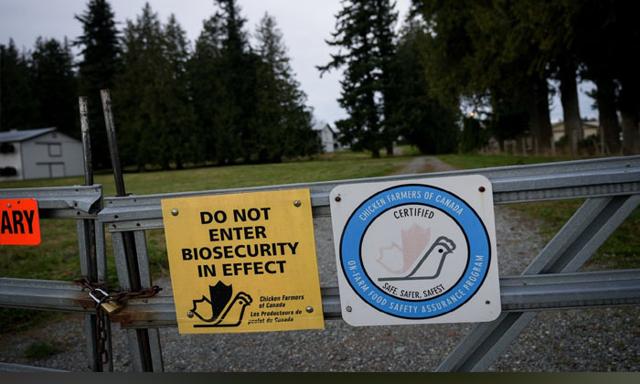 With 8.7m birds dead, B.C. farmers assess avian flu toll, and worry about what's next - https://cdn.connectfm.ca/avian-flu_2025-04-07-162401_ocss.jpg