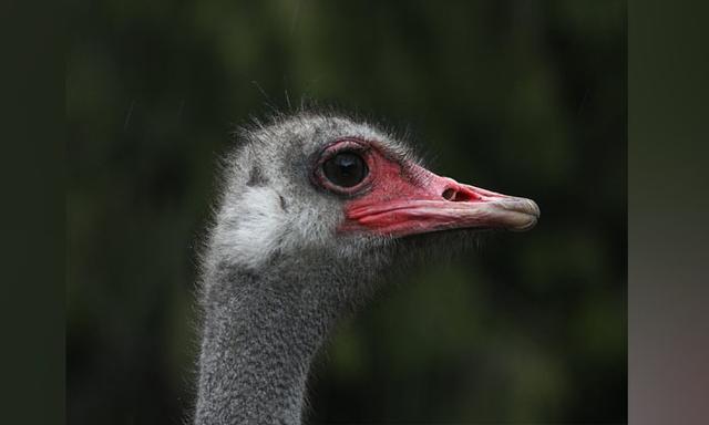 Judge refuses to allow more avian flu tests on ostriches at B.C. farm - https://cdn.connectfm.ca/avian-flu_2025-06-23-202855_ntng.jpg