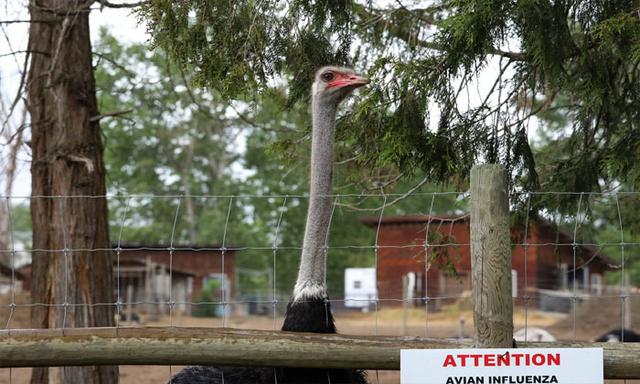 Federal Court of Appeal to hear arguments in B.C. ostrich farm avian flu case - https://cdn.connectfm.ca/avian-flu_2025-07-15-171019_jvtg.jpg