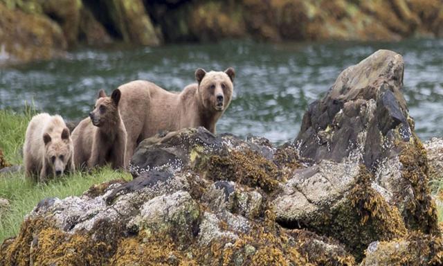B.C. set up a panel on bear deaths, will review conservation officer training - https://cdn.connectfm.ca/bear-deaths.jpg
