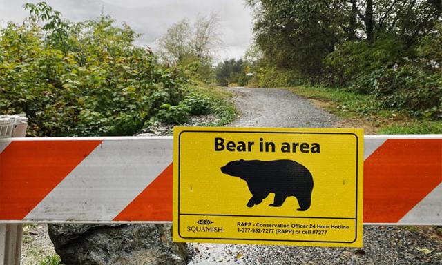 Grizzly bear attacks pair of hikers near Prince George, B.C. - https://cdn.connectfm.ca/bear-in-area.jpg