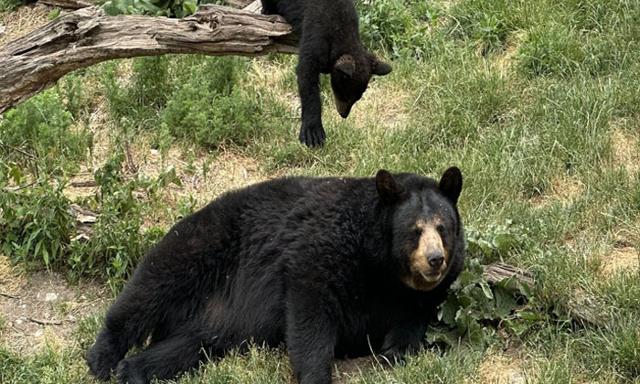 Woman attacked by bear while walking dog in Squamish, B.C., wildlife area - https://cdn.connectfm.ca/bear.jpg
