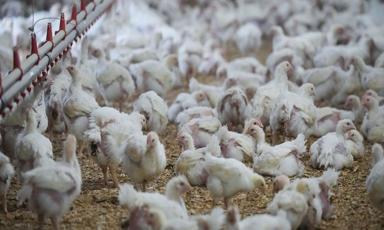 ottawa-purchases-500-000-bird-flu-vaccine-doses-to-help-protect-people-most-at-risk