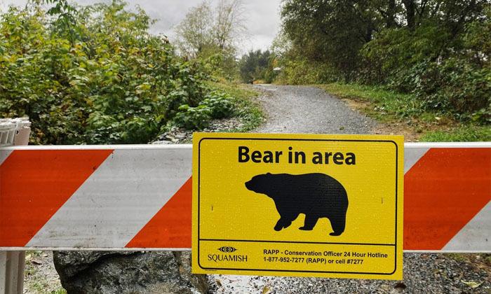 black-bear-killed-after-attacking-woman-in-whistler-b-c