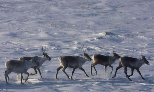 B.C. establishes largest provincial park in a decade to protect threatened caribou - https://cdn.connectfm.ca/caribou.jpg