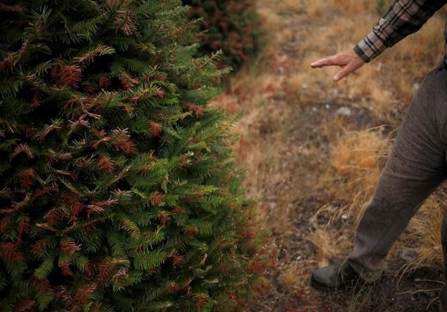 B.C. to provide $80 million to help farmers cope with drought - https://cdn.connectfm.ca/crops.jpg